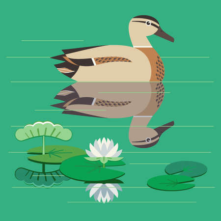 Wild Duck swimming flat color vector illustration. Waterfowl bird hen floating, water plant lily background. Mallard female duck minimal design element. Wildlife nature animal, hunting, birdwatchingのイラスト素材