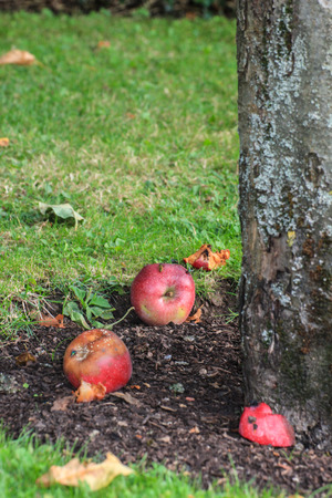Rotten apples on the treeの写真素材