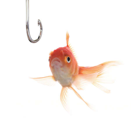A surprised goldfish looking at a hook.の写真素材