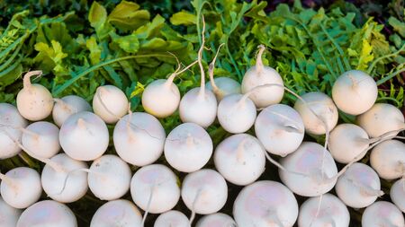 Fresh White Radish Vegetables in the market