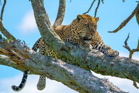 This picture portrays a leapoard sitting atop a tree in the middle of the Savannahの写真素材
