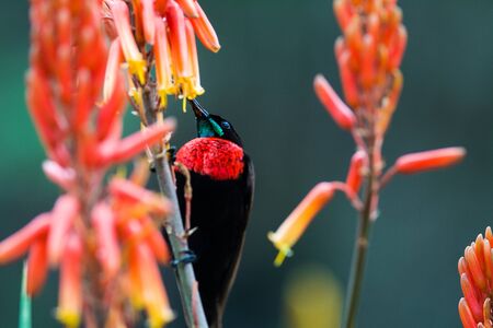 This is a close up of a scarlet chested sunbird, native to Africa.の写真素材