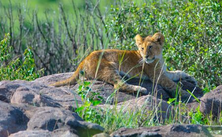 This is a picture of a lion cub resting atop a rock as it rests after playing with its siblings.の写真素材
