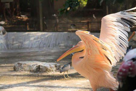 painted stork bird feeding on nature. blur background photoの写真素材