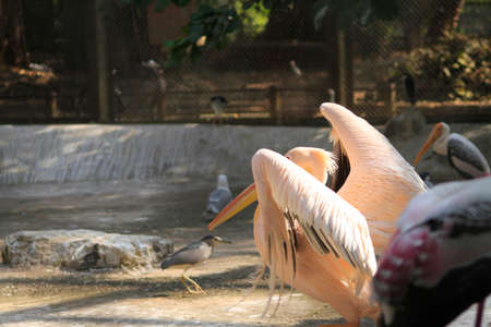 large pink pelican stand in the lagoon on a sunny day.の写真素材