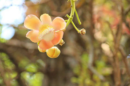 tree branches in tropical forest.blur background photo