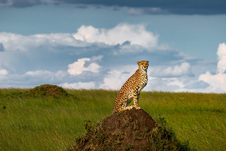 Cheetah standing on termite mound in Masai Mara National Park in Kenya