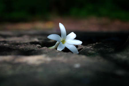 White flowers falling from the tree.の写真素材