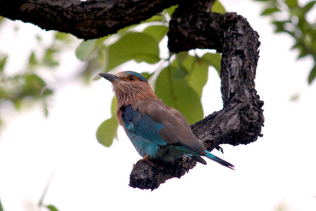 Indian roller bird sitting on tree.の写真素材