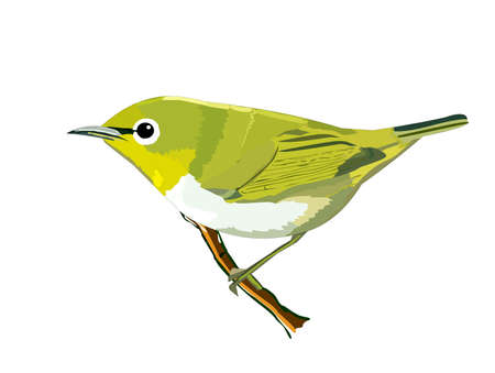 An Illustration of the Indian white-eye passerine birds.の写真素材