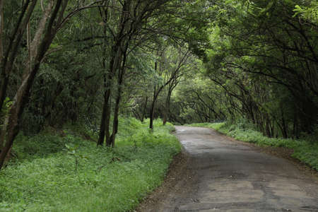 Beautiful Route in a forest area.の写真素材
