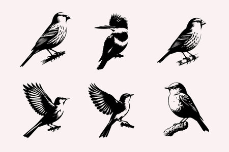 Vector set of hand drawn birds isolated on white background. Hand drawn illustration.のイラスト素材