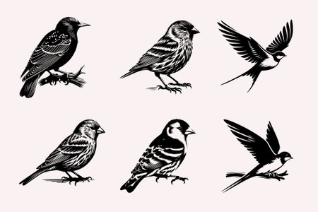 Set of hand drawn sparrows. Black and white vector illustration.のイラスト素材
