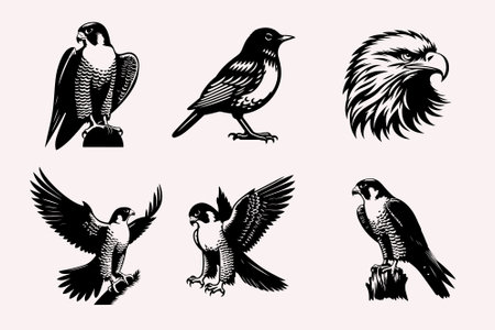 Set of black and white falcon and hawk silhouettes. Vector illustrationのイラスト素材