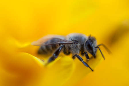 Macro shot of a bee on a yellow flower petal.