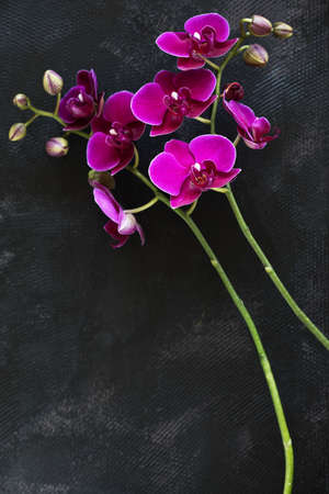 Two branches of orchids bright pink on black background with copy space