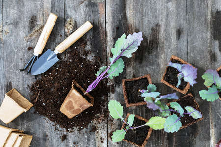 Preparing seedlings for planting in backyard, gardeners inventory