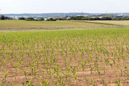 Growing young corn in a field under the sunの写真素材