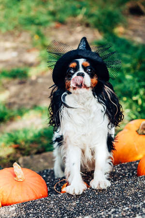A dog in a witchs hat licks next to pumpkinsの写真素材