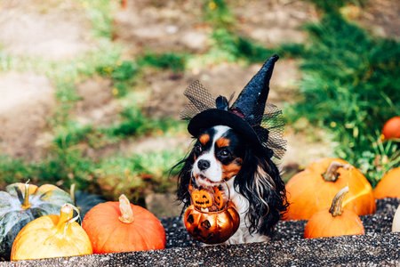 Colorful dog spaniel in witch hat holds basket for sweetsの写真素材
