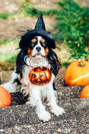 Colorful dog spaniel in witch hat holds basket for sweetsの写真素材