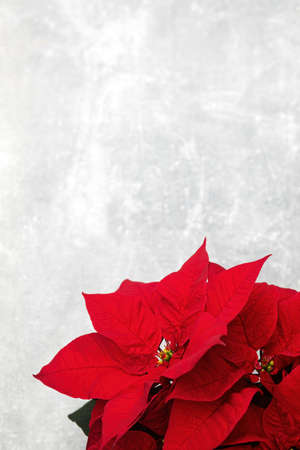 red Christmas flower poinsettia on a gray background, top view, copy spaceの写真素材