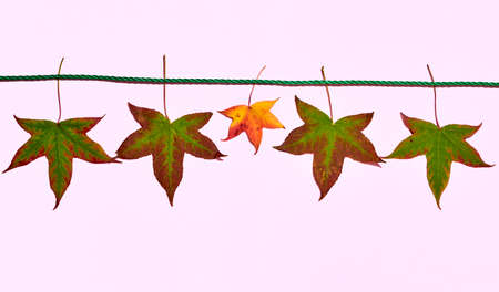 Autumn liquidambar leaves hanging, leaf fall concept