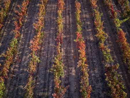 Vineyards with saturated colors in autumnの写真素材