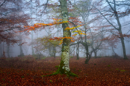 Golden Mist: The Forest in Autumn's Silenceの写真素材