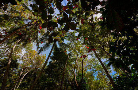 Palm Personality: Wild Beauty of Saona Islandの写真素材
