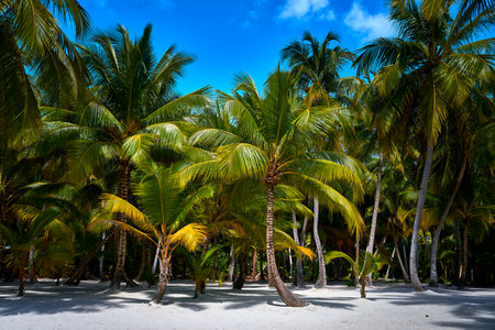 Paradise Postcards: Saona's Unique Palmsの写真素材