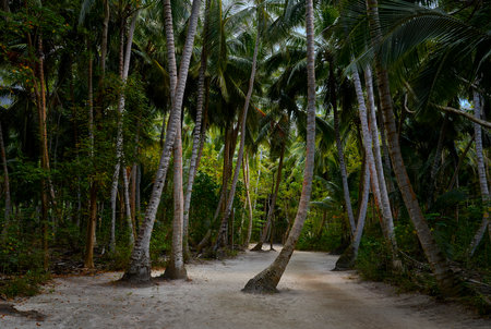 Paradise Postcards: Saona's Unique Palmsの写真素材