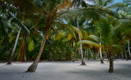 Palm Personality: Wild Beauty of Saona Islandの写真素材