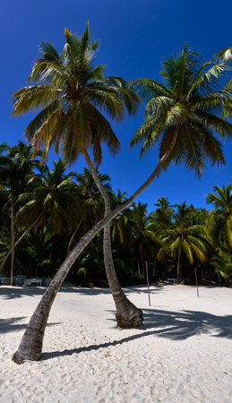 Between Coconuts and Sand: Dominican Natural Artの写真素材