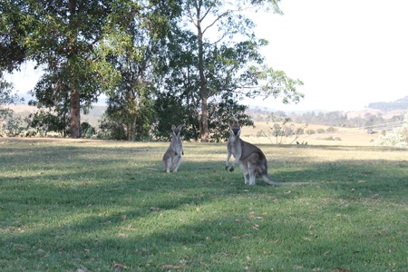 two wallabies having funの写真素材