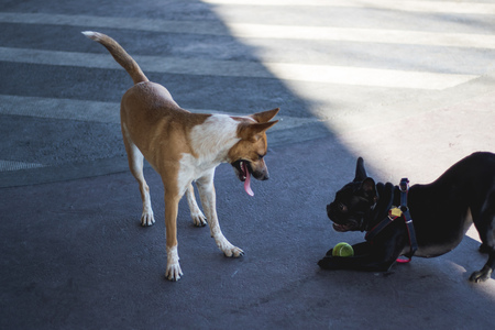 two dogs playing