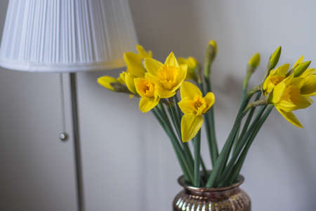 Daffodil flower spring home