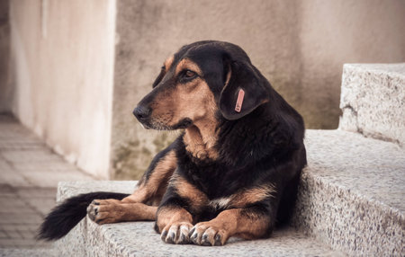 Street dog