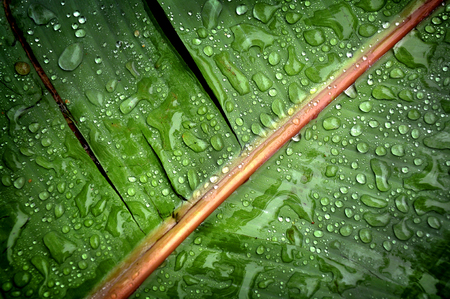 Water droplets after the rain.の写真素材