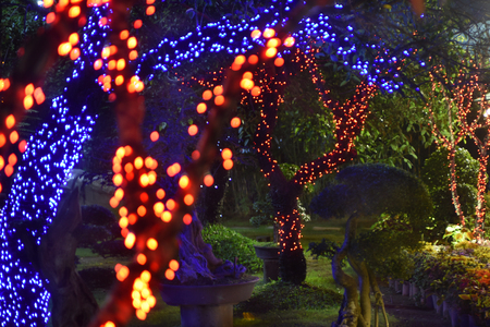 Tree Lightsの写真素材