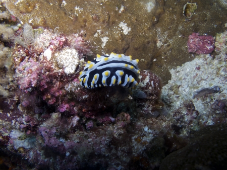 Nudibranch  Phyllidia varicosa の写真素材