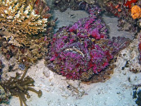 Stonefish  Synanceia verrucosa の写真素材