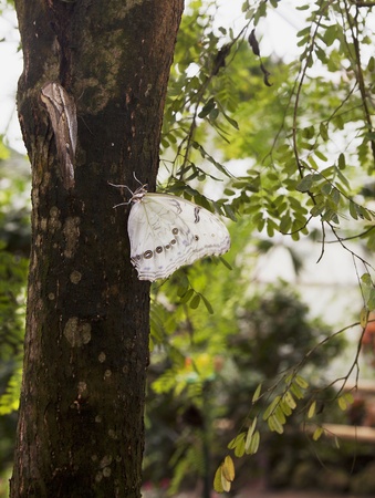 White Morpho Butterflyの写真素材