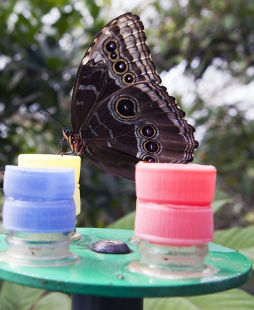 Owl butterfly