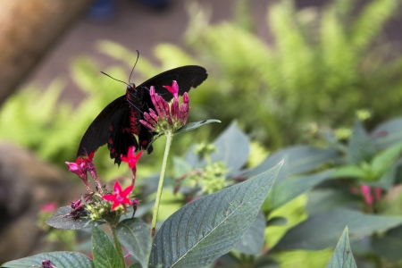 Postman butterflyの写真素材