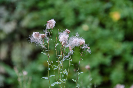 Plant life in the late summerの写真素材