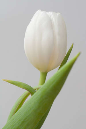 A white tulip with green leaves and a plain grey background.の写真素材