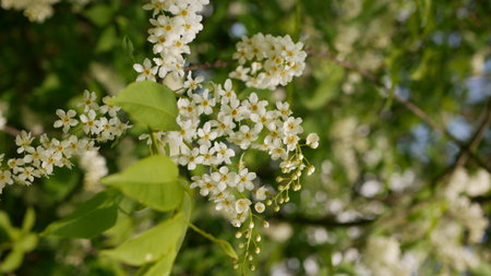 Bird cherry blossom close-up in Aprilの写真素材