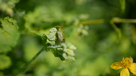 Insect Green stink bug on the grass shot in springの写真素材