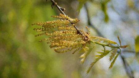 Red oak blossom shot in springの写真素材